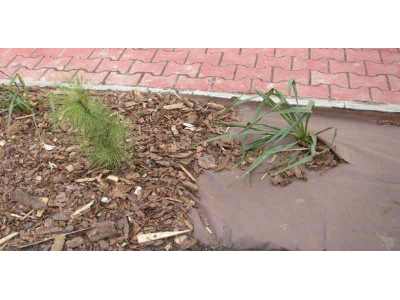 Agrowłóknina P-50 brązowa 1,60 x 100mb