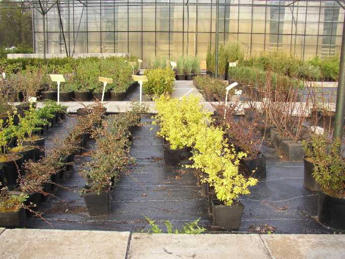 agrotkanina szkółkarska pp 100g/m2