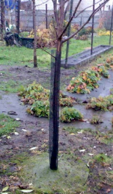 siatka samozaciskowa na drzewka wysokość 08m i 1,10 m