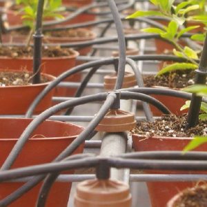 emitery kroplujace poczwórne